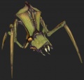 npc_antlion