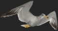 npc_seagull